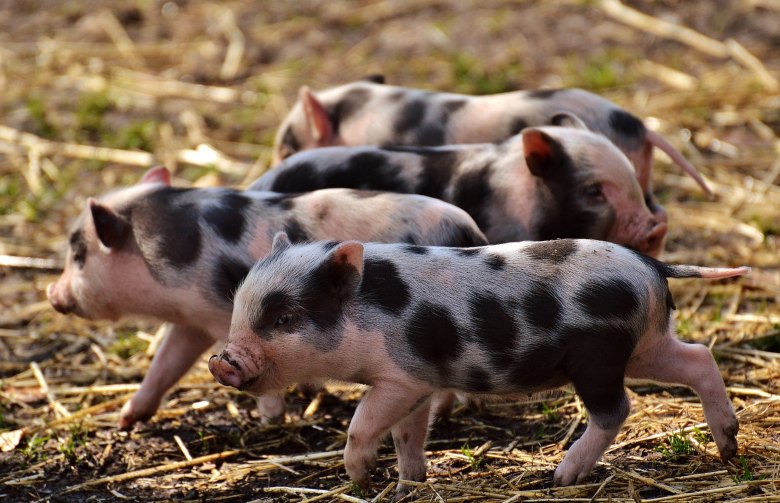 7 способов поддерживать здоровый кишечный микробиом у свиней